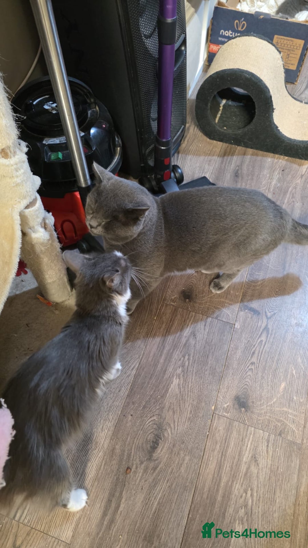 Ragdoll cats for sale: 3 beautiful ragdoll cross Persian kittens - Advert 5