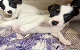 Jack Russell dogs for sale: Jack Russell  - Image 3