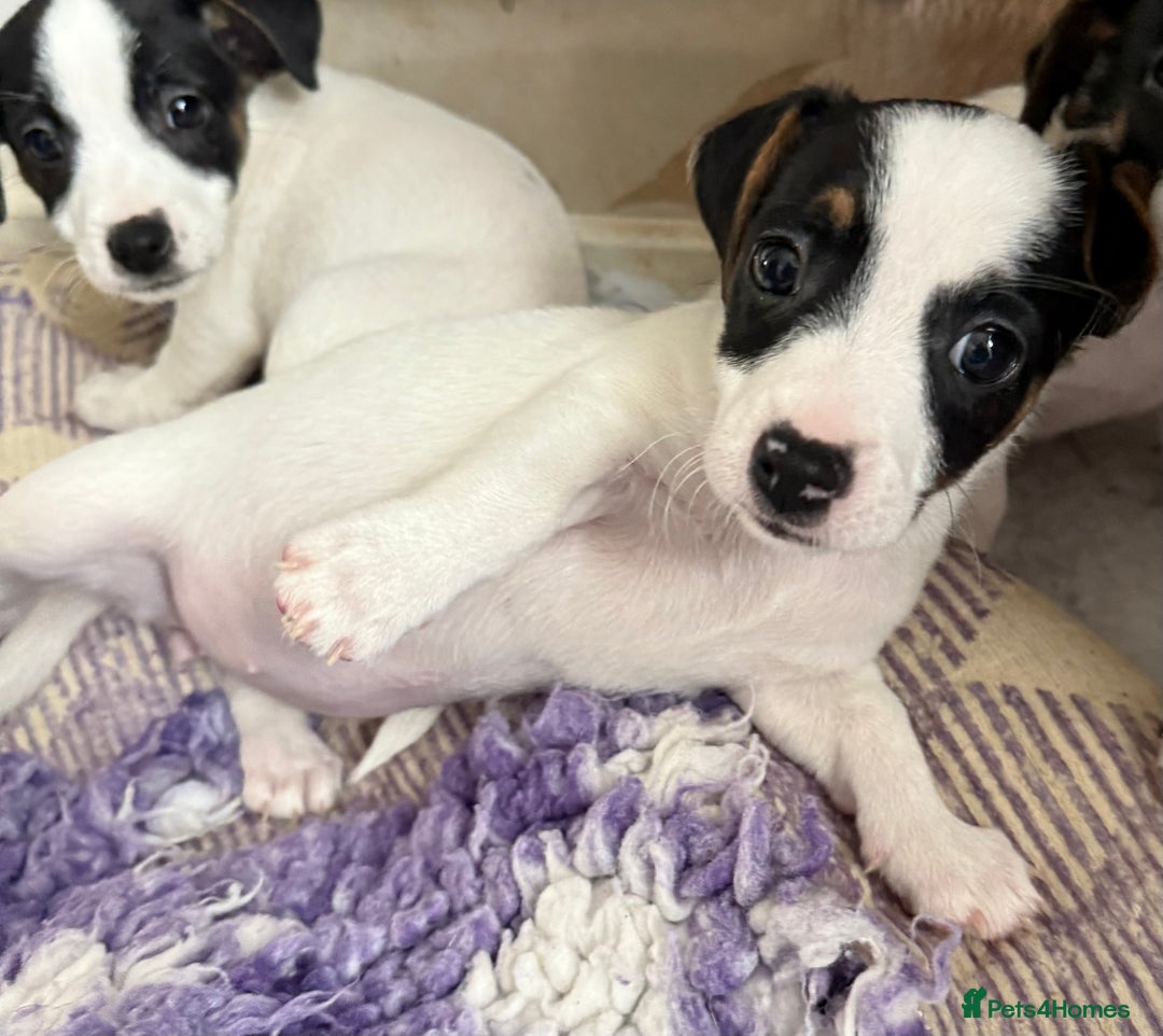 Jack Russell dogs for sale: Jack Russell  - Image 3