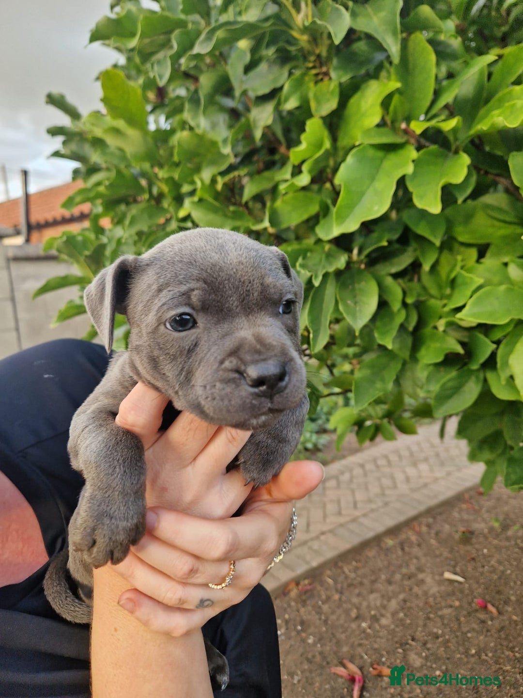 Staffordshire Bull Terrier dogs for sale: Blue Staffordshire puppies - Image 5