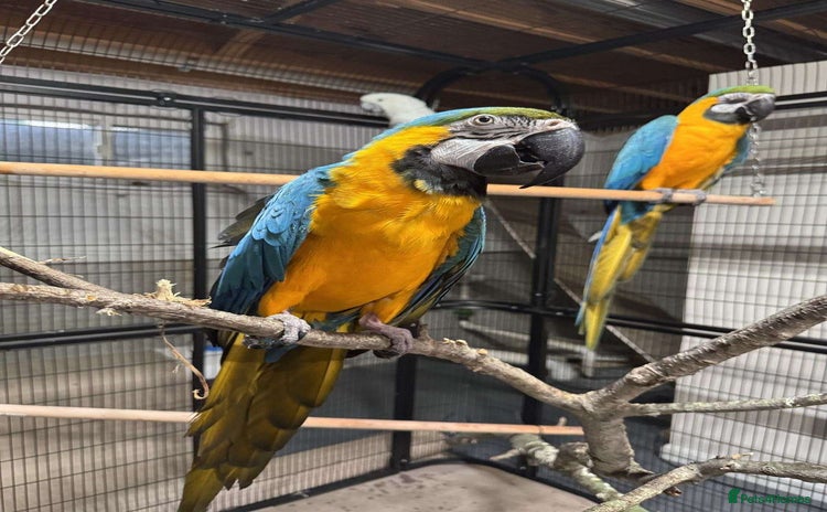 Parrots birds - Advert 1