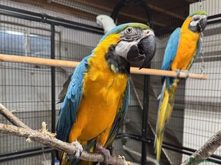 Parrots birds - Advert 29