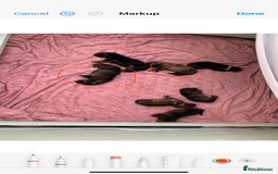 German Shepherd dogs for sale: German Shepherd puppies - Advert 2