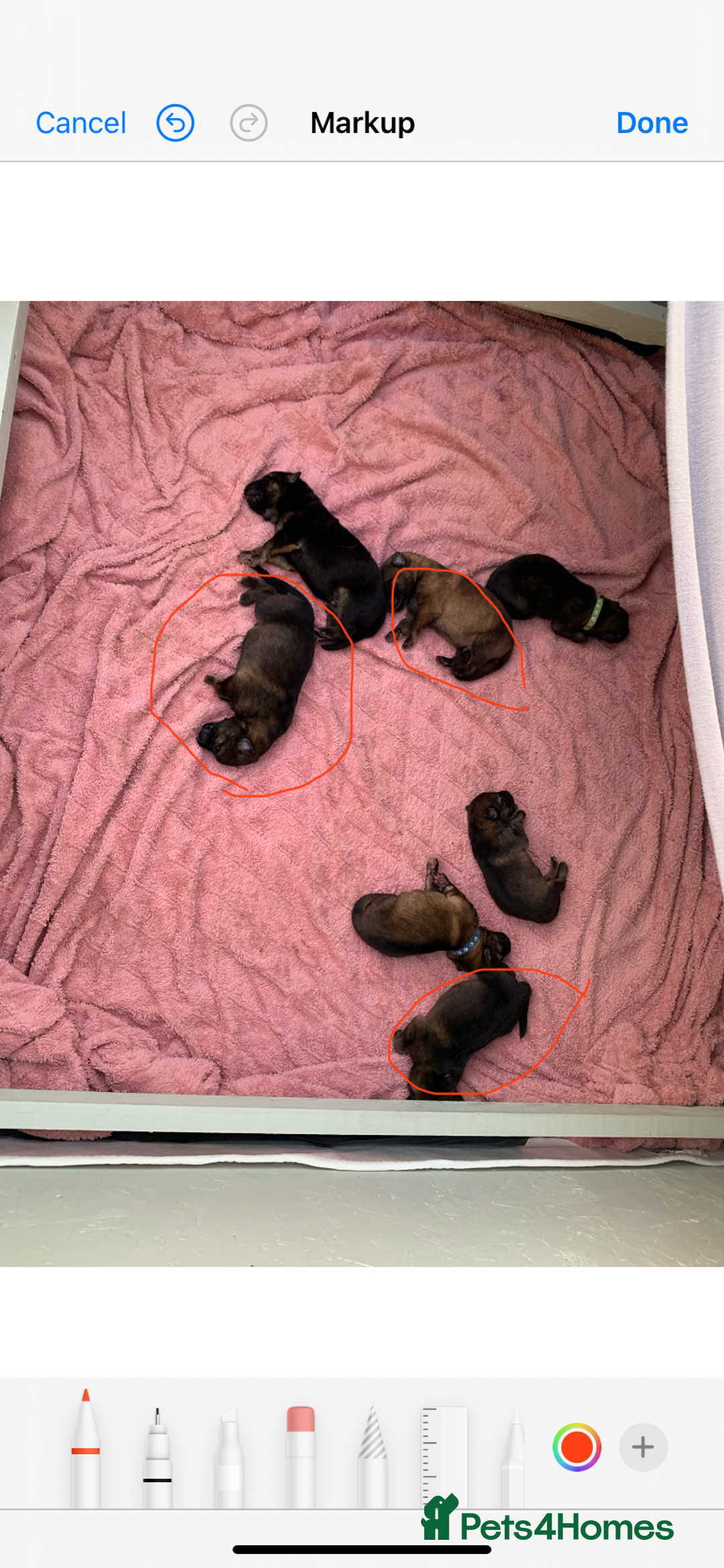 German Shepherd dogs for sale: German Shepherd puppies - Advert 2