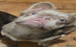 French Bulldog dogs for sale: 🐾 Adorable Fluffy French Bulldog for Sale! 🐾 - Image 1