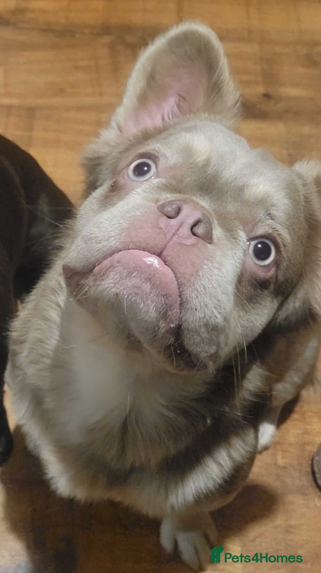 French Bulldog dogs for sale: 🐾 Adorable Fluffy French Bulldog for Sale! 🐾 - Image 1