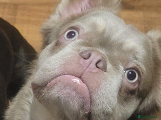 French Bulldog dogs - Advert 10