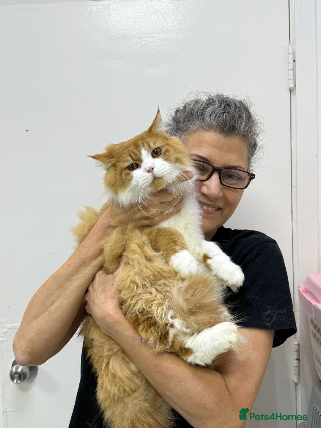 Mixed Breed cats for adoption: ASTRO -BIG BOY CALM NEUTERED AFFECTIONATE  - Advert 7