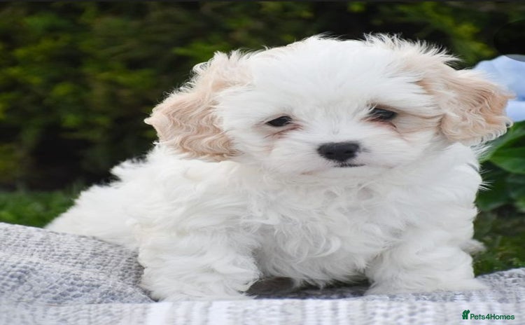 Cavapoo dogs - Advert 2