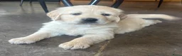 Golden Retriever dogs for sale: Kc golden retriever puppies,health tested parents  - Advert 2