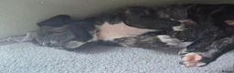 Mixed Breed dogs for sale: Border collie cross pups  - Advert 6