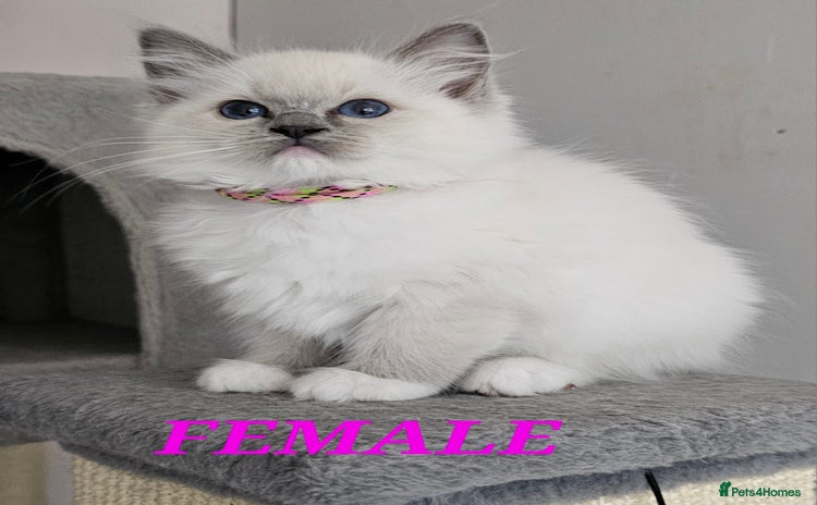 Ragdoll cats - Advert 5