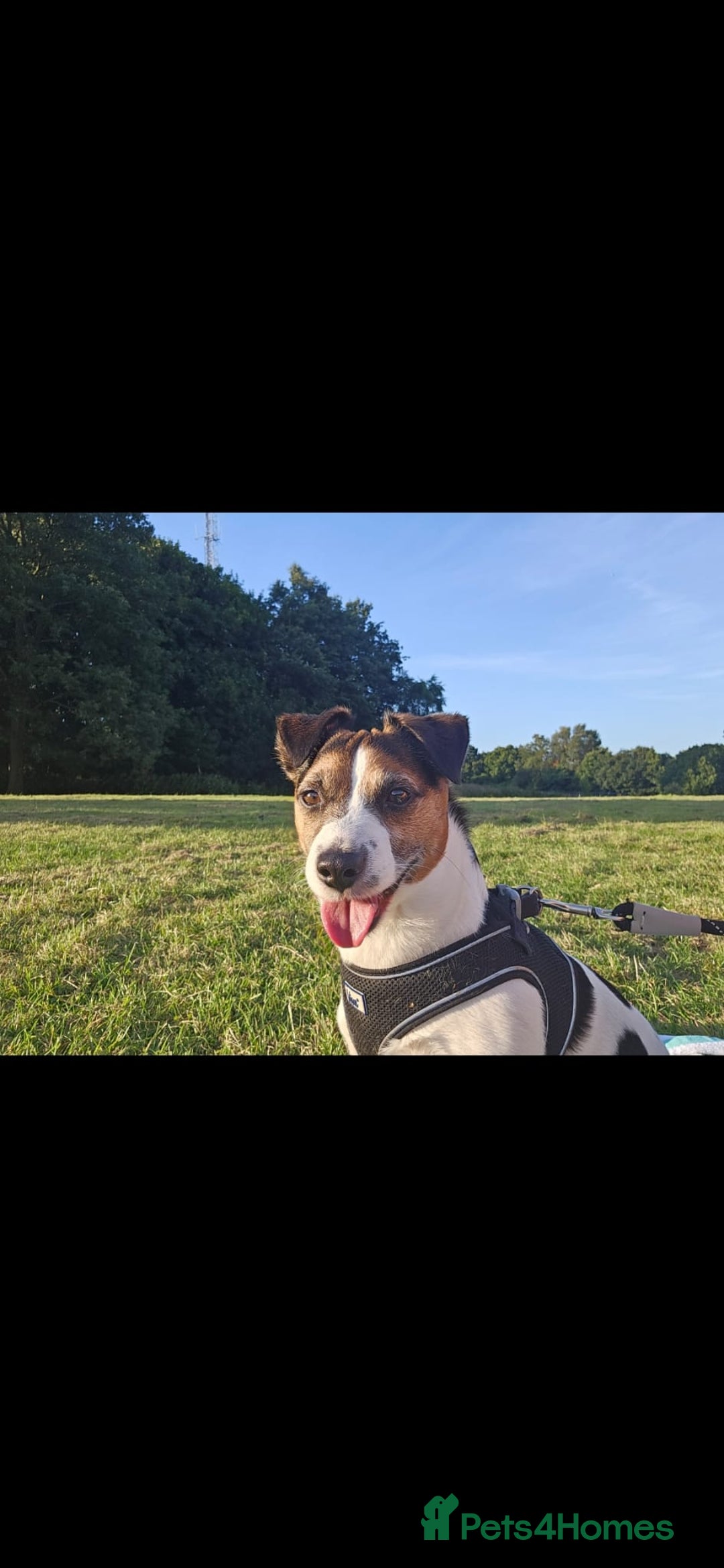 Jack Russell dogs for sale: Gorgeous Chunky Jack Russell Pups for sale - Advert 20