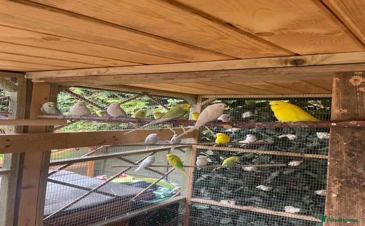 Budgerigars birds - Advert 2