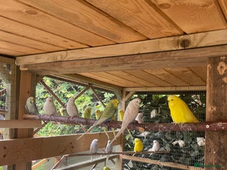 Budgerigars birds - Advert 26