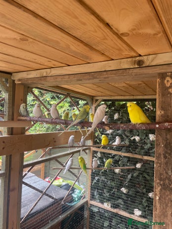 Budgerigars birds - Advert 4