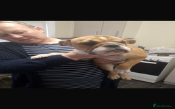 English Bulldog dogs for sale: English bulldogs  - Image 3