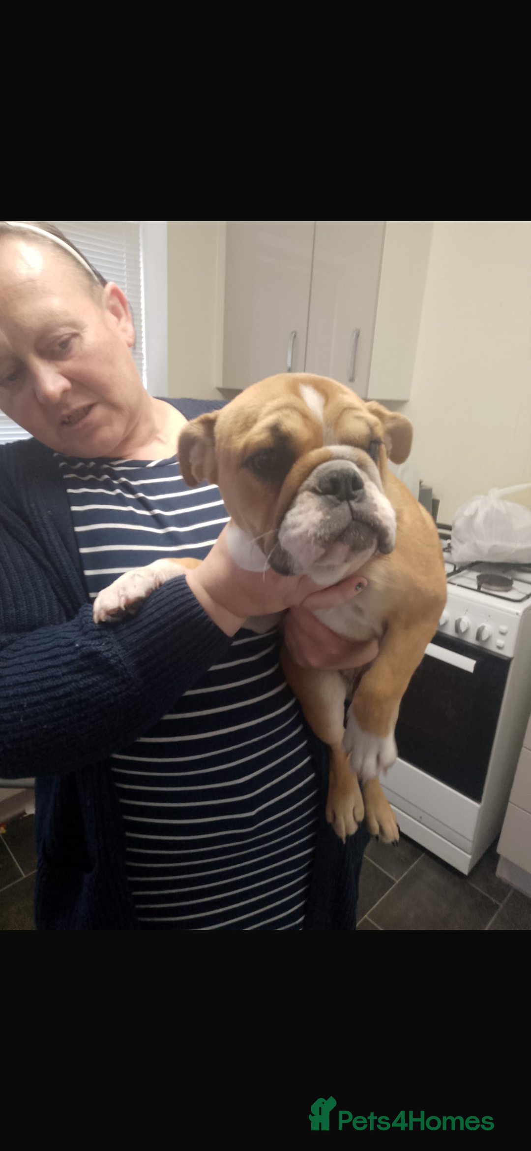 English Bulldog dogs for sale: English bulldogs  - Image 3