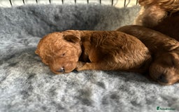 Toy Poodle dogs for sale: KC Registered Toy Poodle puppies - Image 5