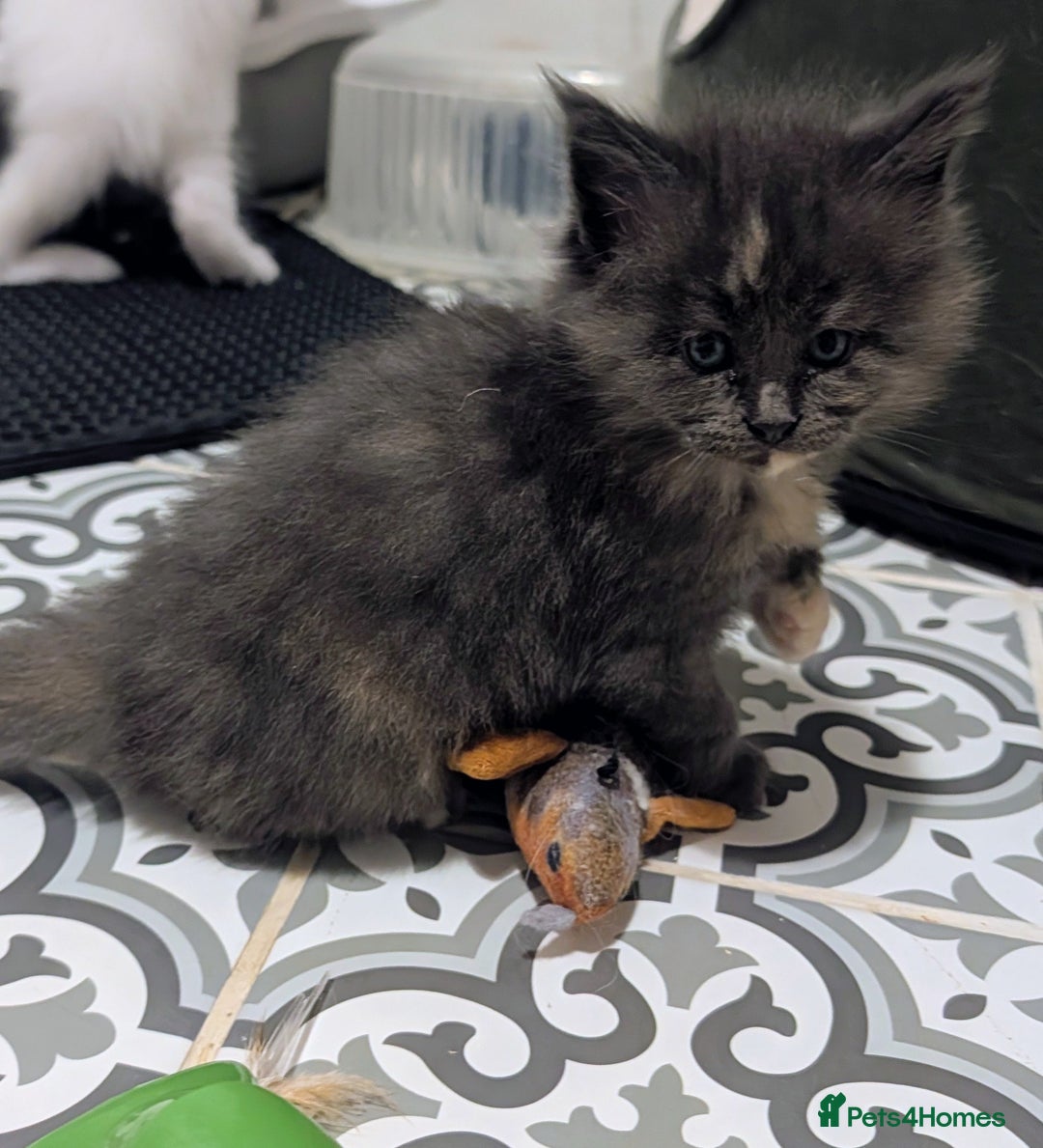 Maine Coon cats for sale: Beautiful Tica Registered Maine Coon Kittens  - Advert 29