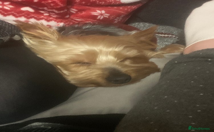 Yorkshire Terrier dogs - Advert 1