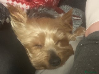 Yorkshire Terrier dogs - Advert 10