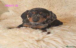 Miniature Dachshund dogs for sale: 6 adorable miniature dashund puppy’s  - Image 7