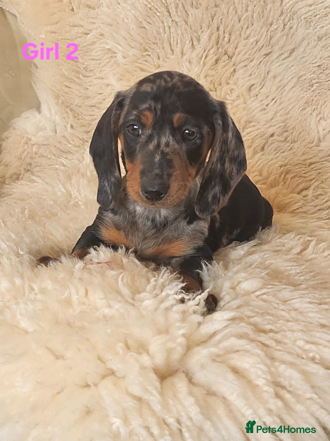 Miniature Dachshund dogs for sale: 6 adorable miniature dashund puppy’s  - Image 7