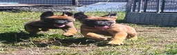 Mixed Breed dogs for sale: Belgian Malinois × German Shepherd Puppies 4 in Radstock - Advert 6