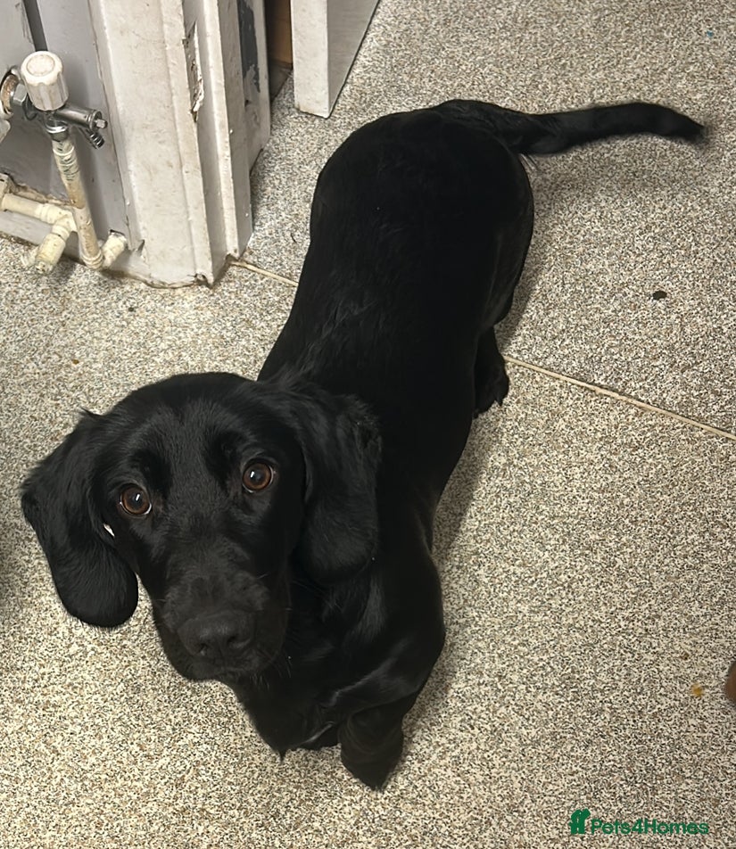 Mixed Breed dogs Looking for home  - Advert 3