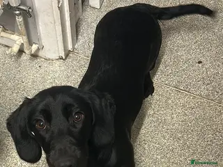 Mixed Breed dogs Looking for home - Advert 3