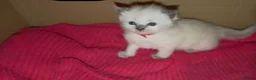 Ragdoll cats for sale: Pure ragdoll kittens  in Bristol - Advert 12