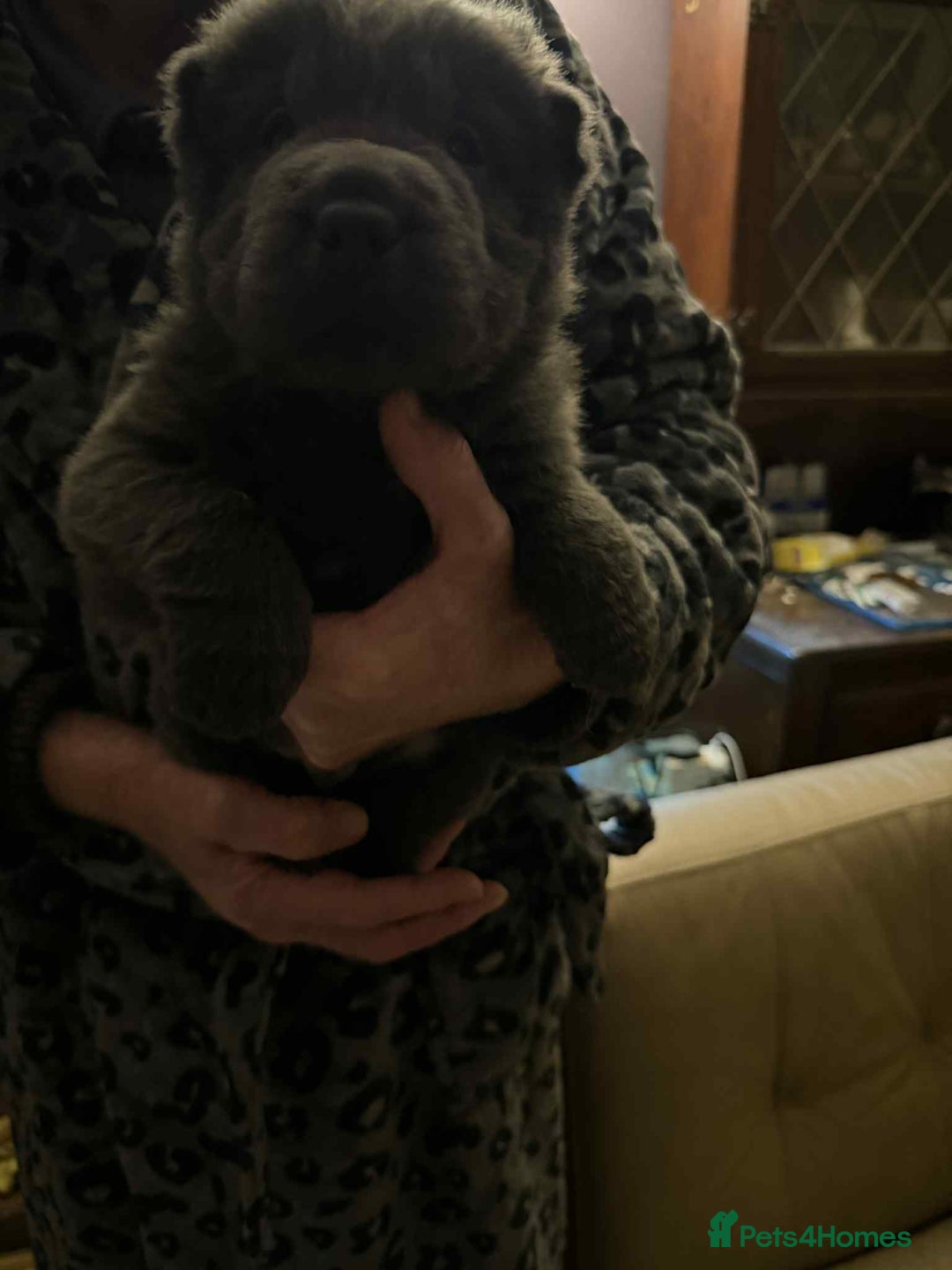 Shar Pei dogs for sale: 4 gorgeous bear coat shar pei puppies - Advert 2