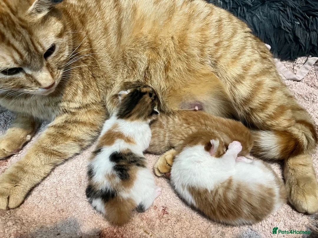 Mixed Breed cats for sale: Ginger calico kittens  - Advert 2