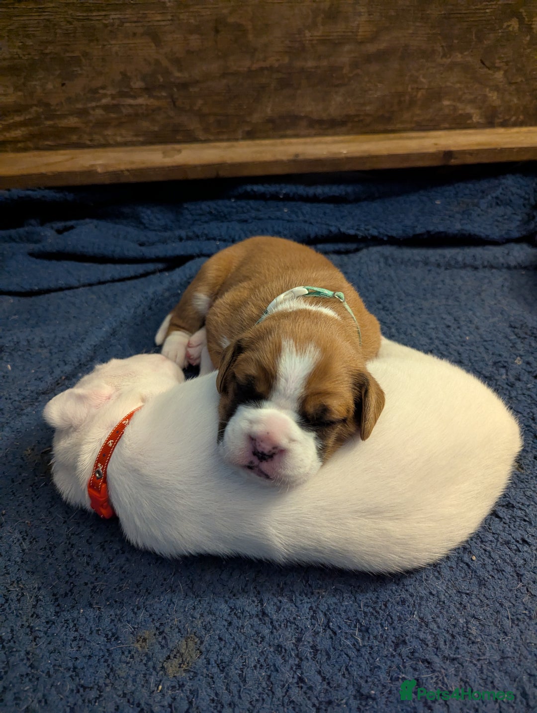 Boxer dogs for sale: Zero heart score mum. Only one puppy left - Image 5