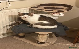 Mixed Breed cats for adoption: [Indoors only] Tom, Bryan, Ezzie: cuddliest boys - Image 15