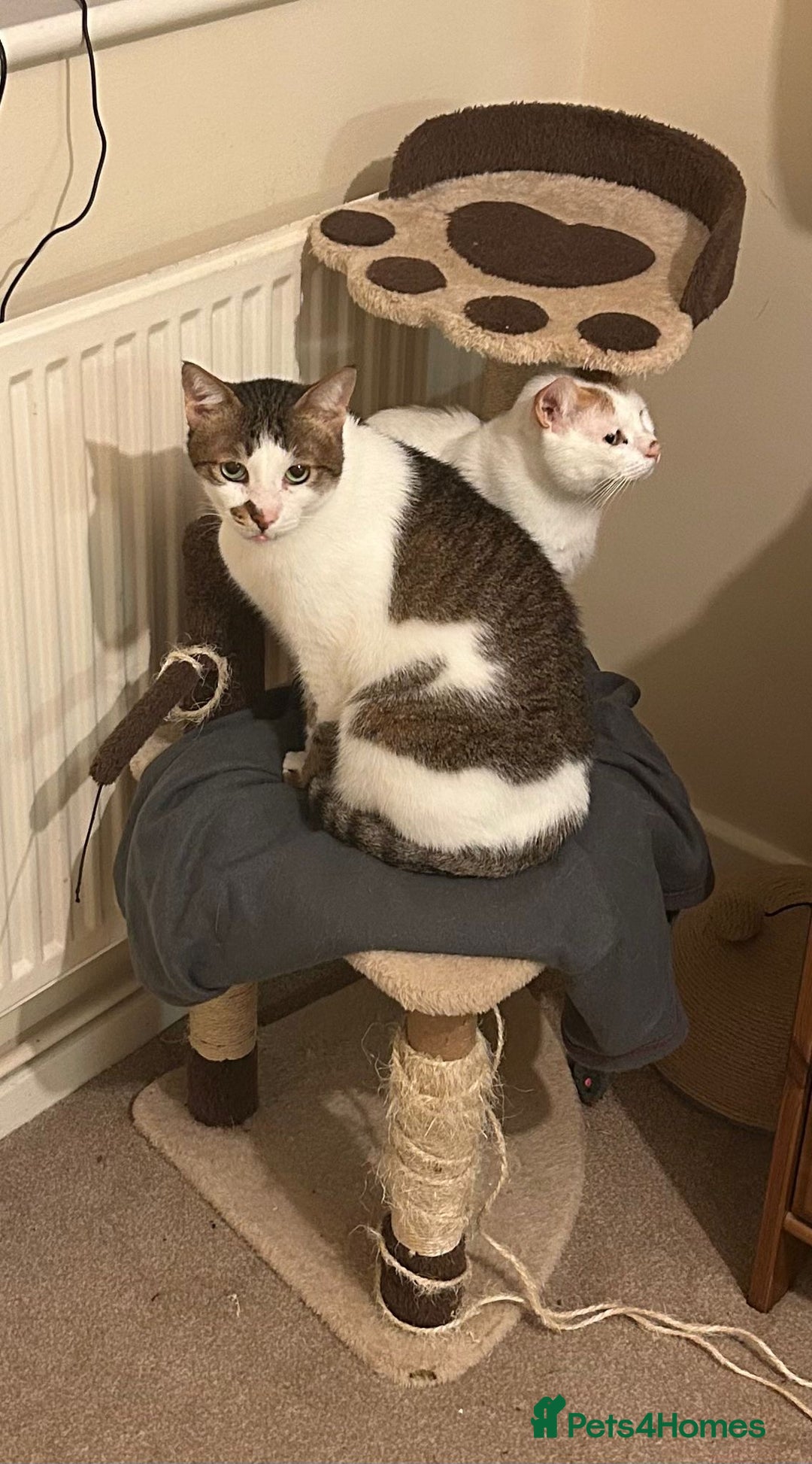 Mixed Breed cats for adoption: [Indoors only] Tom, Bryan, Ezzie: cuddliest boys - Image 15