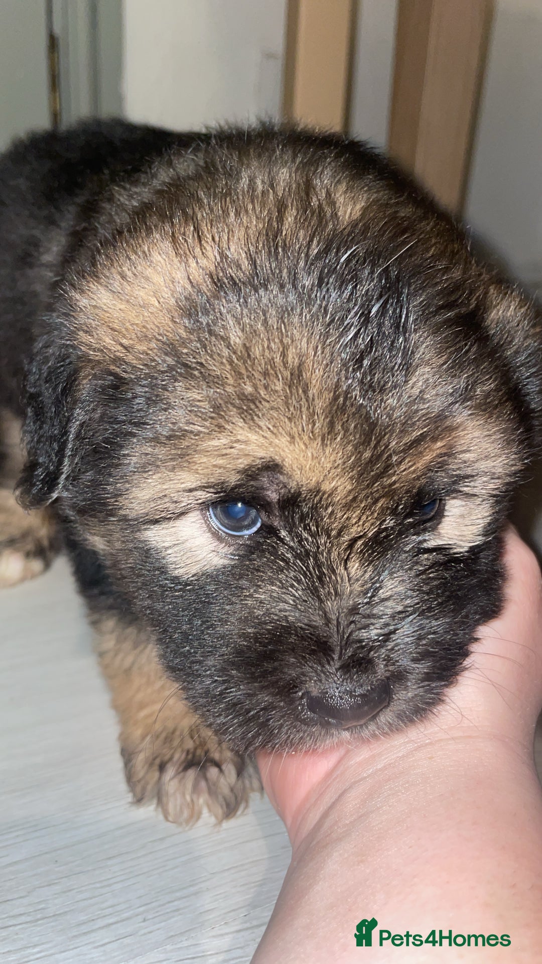 Mixed Breed dogs for sale: *only 1 male left* Malkita puppies 4 boys - Advert 9