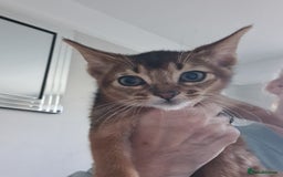 Abyssinian cats for sale: Pedigree abysinnian kittens - Image 5