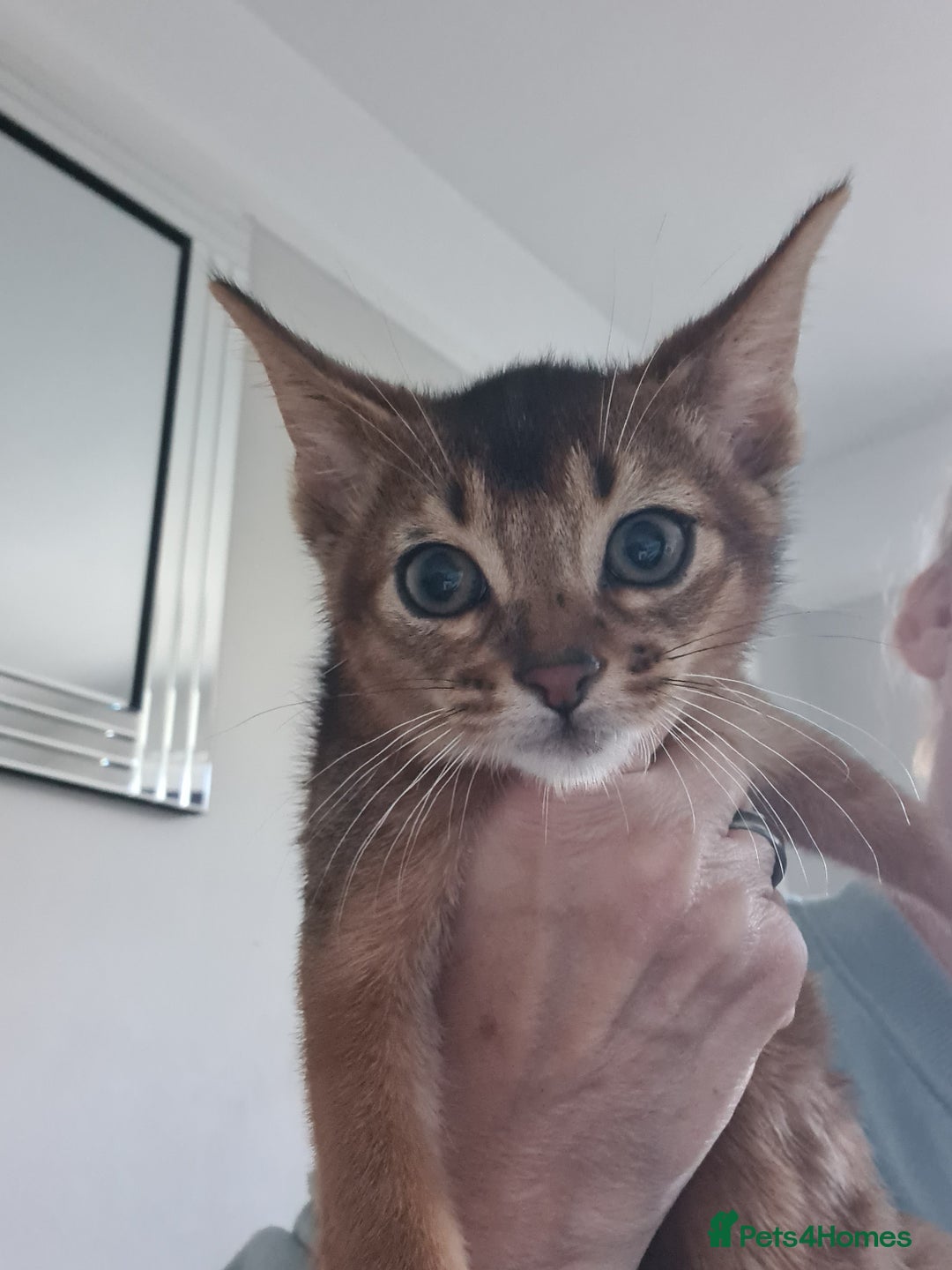Abyssinian cats for sale: Pedigree abysinnian kittens - Image 5