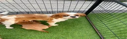 Cavalier King Charles Spaniel dogs for sale: Health tested parents Cavalier King Charles ready  - Advert 15