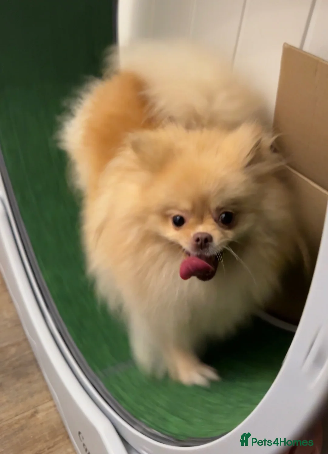 Pomeranian dogs for sale: Champion bloodline, kc reg Pomeranian pups  - Advert 2