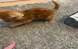 Mixed Breed cats for sale: Mixed breed Boys - Image 9