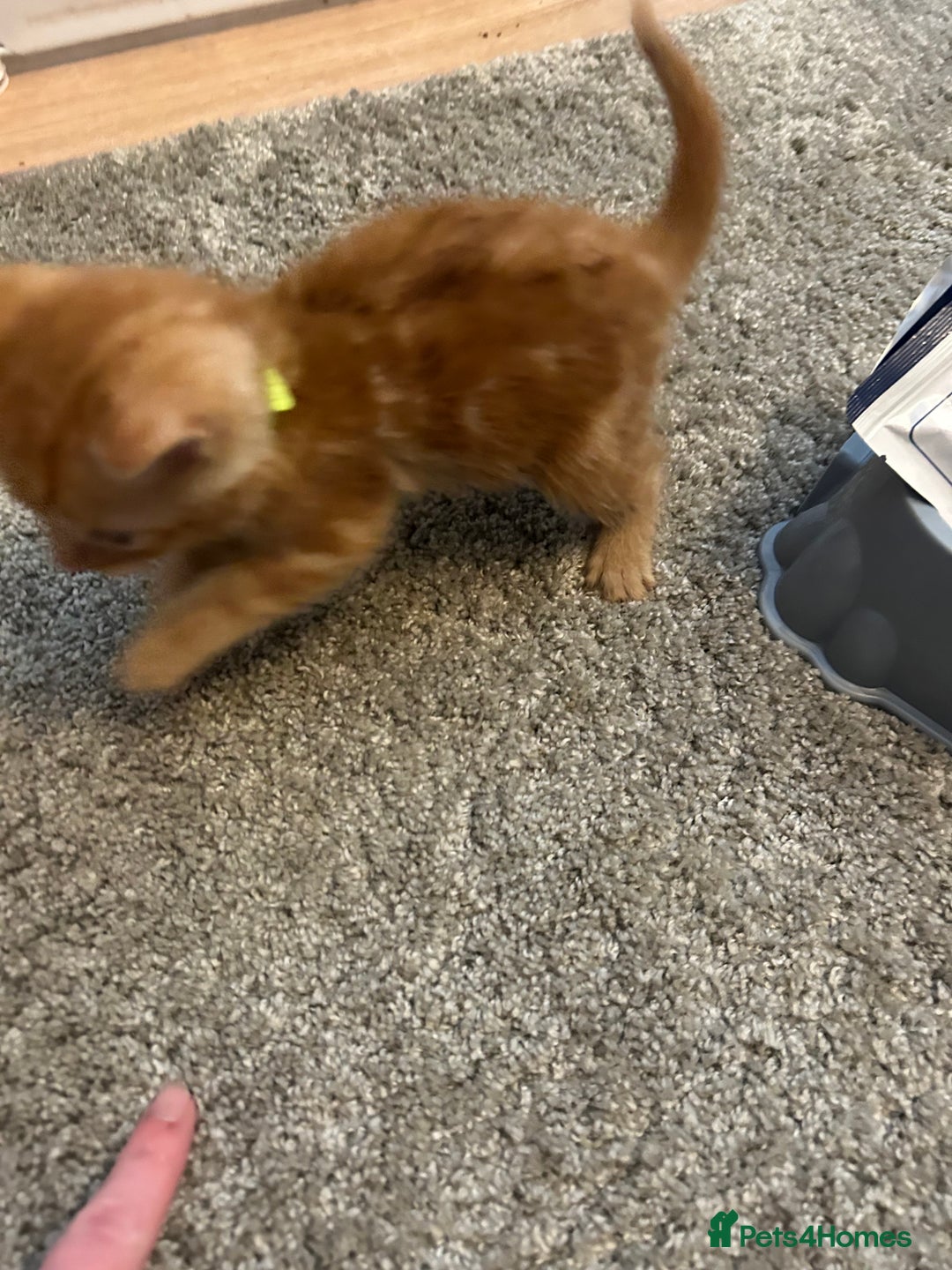Mixed Breed cats for sale: Mixed breed Boys - Image 9