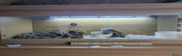 Corn Snake reptiles for sale: cornsnake  in Peterborough - Advert 3