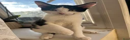 American Shorthair cats for sale: Amazing kittens  in Mitcham - Advert 7