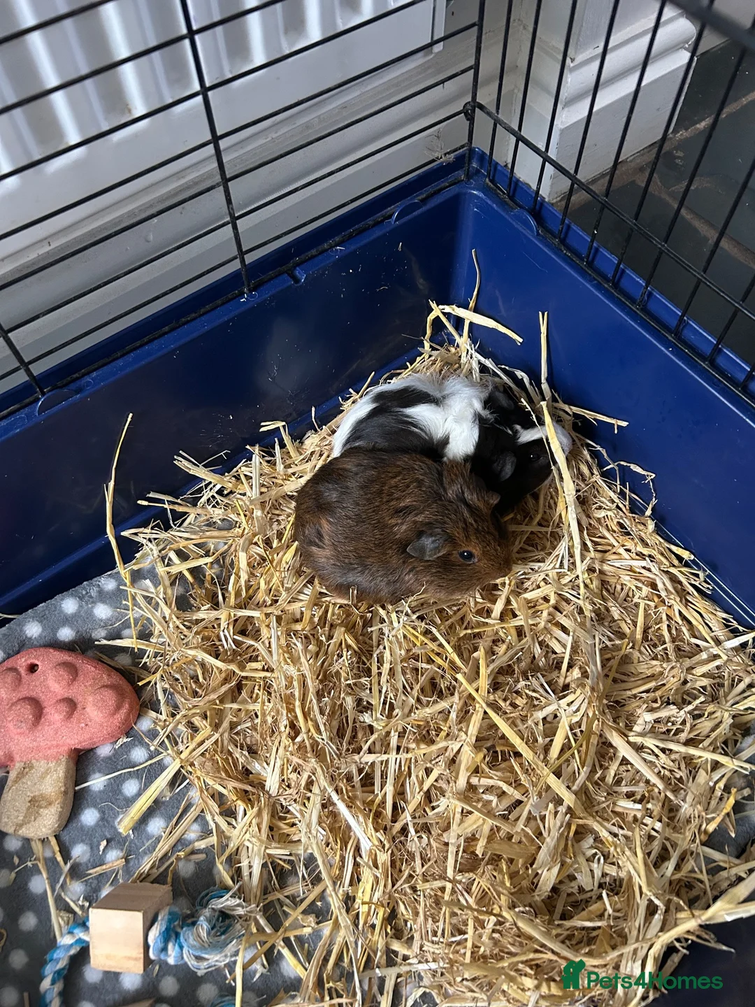 Guinea Pig rodents for sale: Guinea pigs and full set up  in Tamworth - Advert 2