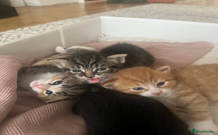 Mixed Breed cats - Advert 4