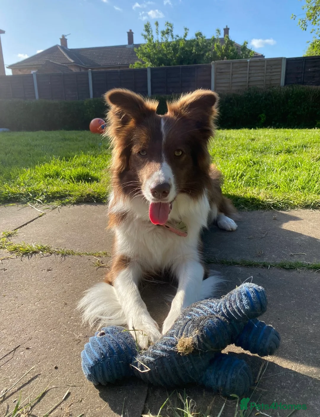 Border Collie dogs for sale: Exceptional KC Reg Border collie pups - Advert 12