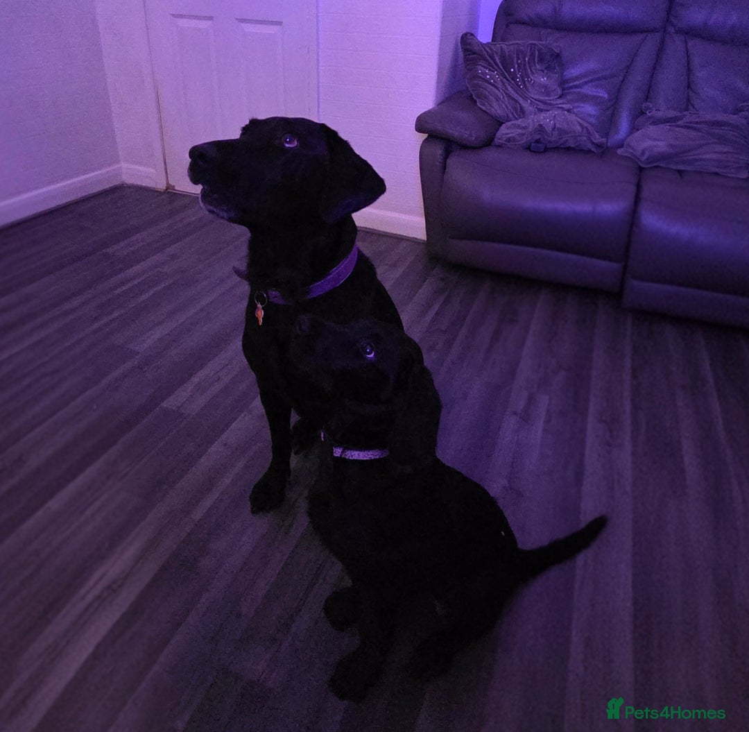 Labradoodle dogs for sale: Little girl Labradoodle  - Advert 14